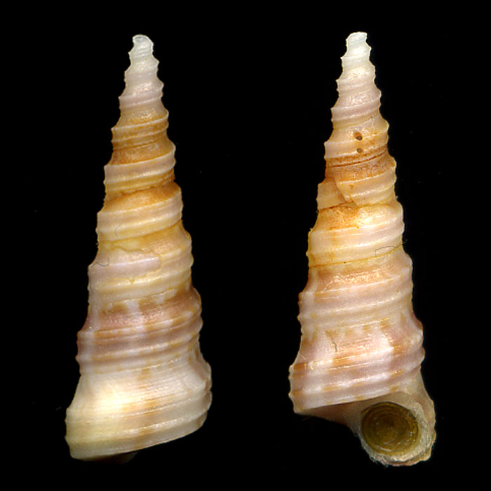 Turritella turbona